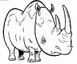 Rhinoceros Animals Coloring Gif Rhino sketch template
