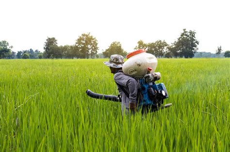 Farmer Spraying Fertilizer In Paddy Rice Editorial Photo