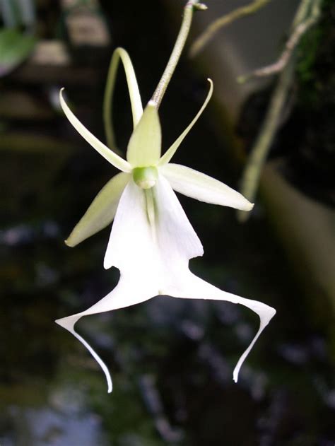 Top 10 Rarest Orchids In The World