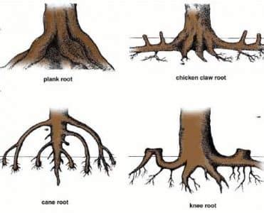jenis sifat  ciri ciri akar beserta contohnya secara lengkap