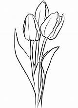 Coloring Flower Tulip Offline Printable Supercoloring Via sketch template