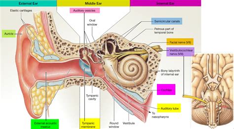 human ear anatomy parts  ear structure diagram  ear problems