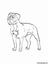 Coloring Pages Mastiff Getcolorings Bordeaux Dogue sketch template