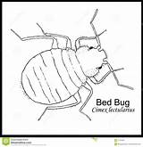 Bedbug sketch template
