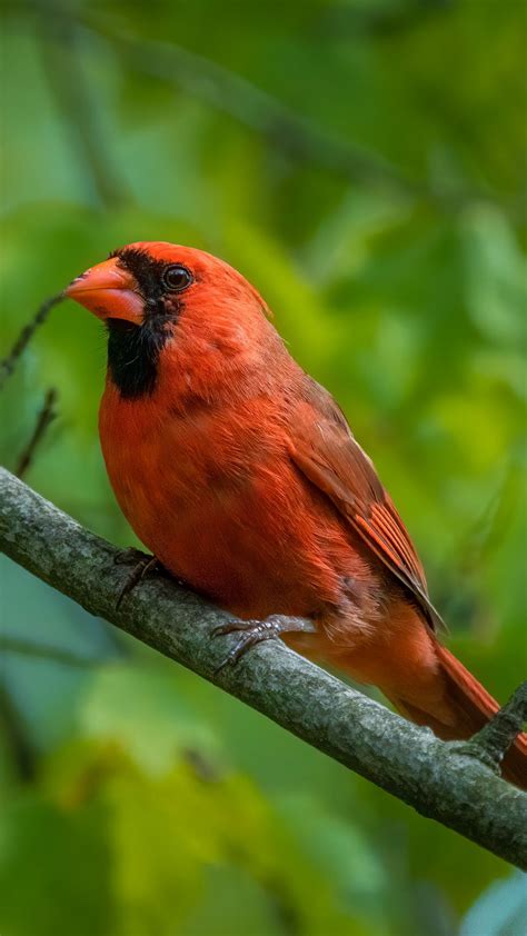 red cardinal bird nature