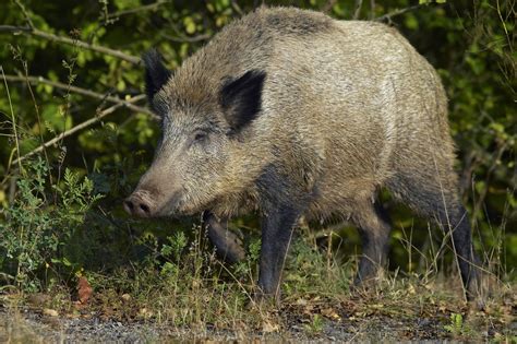 feral hogs  canada   hog wild   report