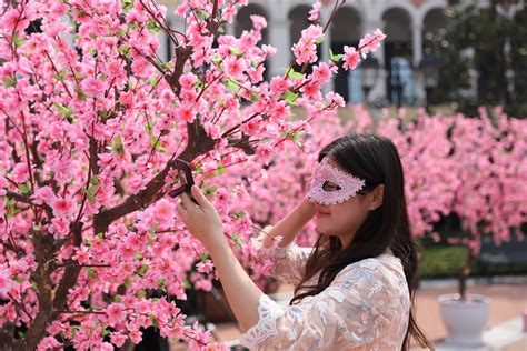 flowers blossom  pudong  peach blossom festival shine news
