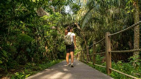 windsor nature park — a lesser known hike to macritchie in singapore