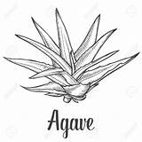 Agave Clipart Vector Plant Blue Cactus Clipground Illustration Drawings Ingredient Drawn Designlooter Hand Background sketch template