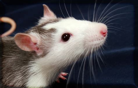 mice  rats exterminator richmond  pest exterminator richmond