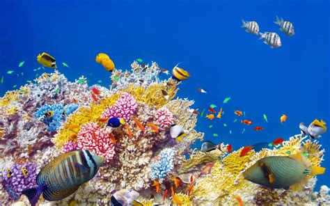 el mundo de rayen corales del arrecife