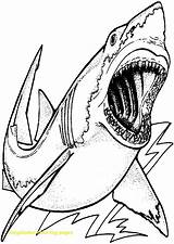 Shark Coloring Pages Megalodon Drawing Printable Great Color Hungry Realistic Kids Print Colouring Sharks Sharknado Getcolorings Template Clipart Getdrawings Drawings sketch template
