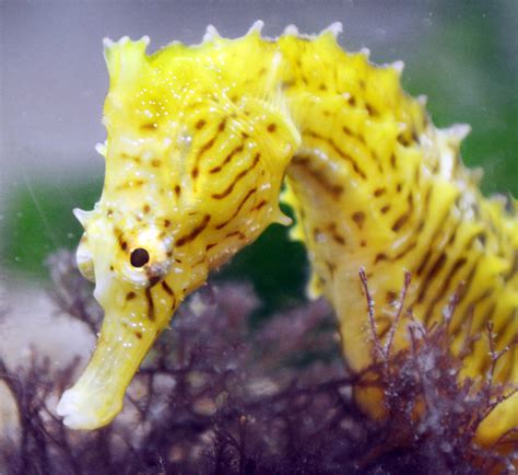 seahorses odd shape    weapon  stealth science smithsonian magazine