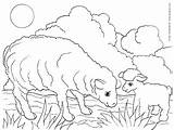 Sheep Coloring Pages Lamb Their Animals Printable Print Babies Colouring Color Farm Kids Animal Kinderart Book Pdf Size Draw sketch template