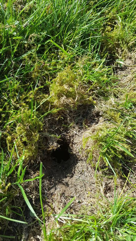 What Digs Holes In Ground A Pictures Of Hole 2018