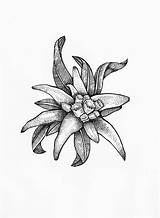 Flower Edelweiss Tattoo Drawing Tattoos Azalea Courage Tatoo Getdrawings Symbolises Snow Winter Choose Board sketch template