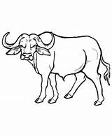 Coloring African Pages Animals Animal Wild Buffalo Popular sketch template