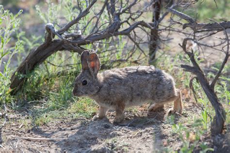 pygmy rabbits western watersheds project