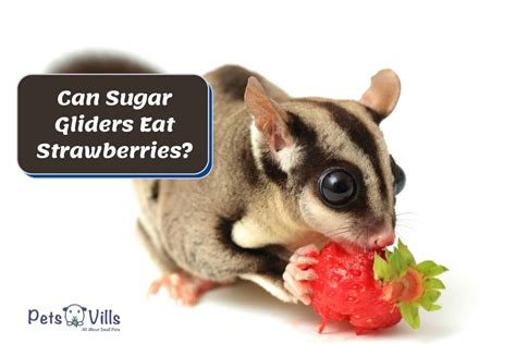sugar gliders eat strawberries   safe  feed
