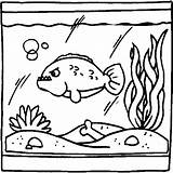 Aquarium Coloring Fish Pages Tank Big Coloringpages1001 Colouring Tanks Live Library Clipart Comments sketch template