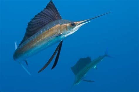 interesting swordfish facts  interesting facts