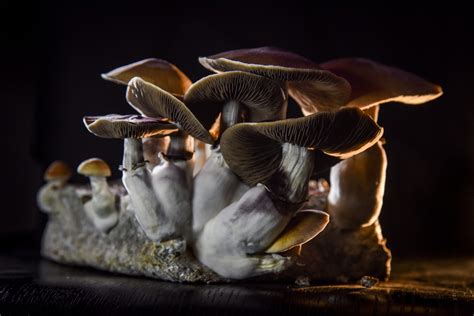 magic mushrooms investoren wetten auf zauberpilze als medizin