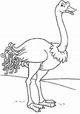 Ostrich sketch template