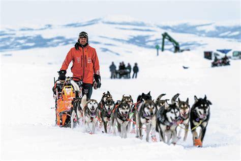 norwegian musher wins alaskas iditarod sled dog race homer news