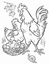 Hen Chicks Rooster Coloring Pages Printable Chickens Print Color Book sketch template