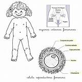 Reproductor Aparato Femenino Cuerpo Humano Preescolar Aparatos órganos Educativo sketch template