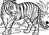 Tooth Tiger Coloring Saber Sabre Getcolorings Pages Printable sketch template