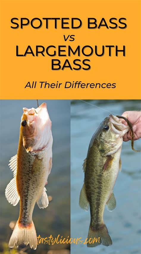 Spotted Bass Vs Largemouth Bass All Their Differences Tastylicious