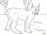 Coloring Lynx Pages Canadian Standing Snow Drawing Supercoloring sketch template