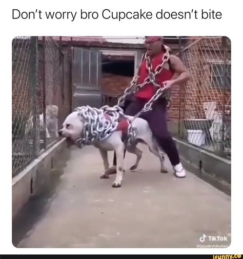 Dont Worry Bro Cupcake Doesnt Bite Crazy Funny Memes Really