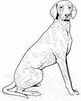 Coloring Dog Pages Puppy Hound Gif Printable Breed Drawings Book Choose Board Adult 2135 2672 sketch template