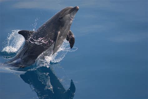 sea  bottlenose dolphin national marine sanctuary foundation