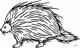 Porcupine Coloring Pages Clipart Clip Cliparts Printable Sheets African Library Kids Color Animal Clipartbest Supercoloring Printables Panda Clipground Template Favorites sketch template