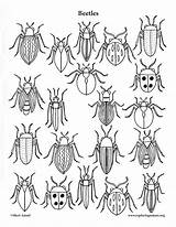 Beetles sketch template