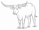 Longhorn Longhorns Cattle Supercoloring Tutorials Alamo Printmania sketch template