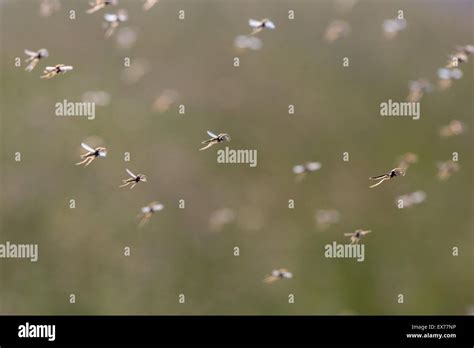 swarm  flying mosquitoes stock photo alamy