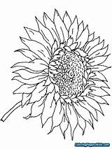 Sunflower Coloring Pages Adults Printable Dementia Simple Adult Skull Book Color Flower Print Choose Board Getcolorings Template Getdrawings Butterfly sketch template