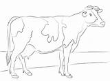 Cow Coloring Pages Printable Holstein Drawing Longhorn Texas Color Print Colour Adult Clipart Colouring Kids Supercoloring Sheets Adults Cartoon Calf sketch template