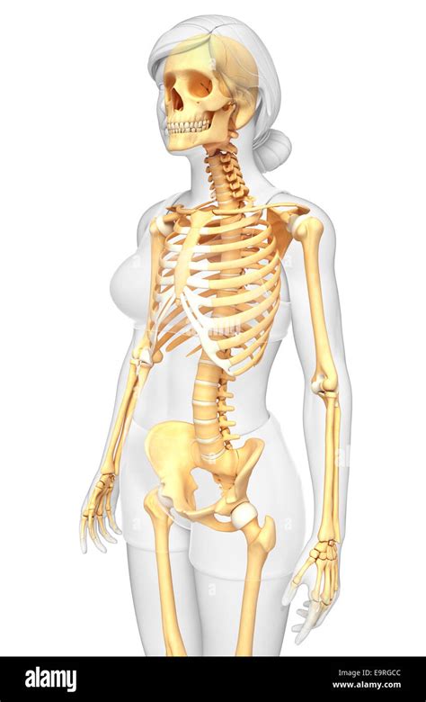 illustration  human skeleton side view stock photo alamy