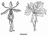 Mandrake sketch template