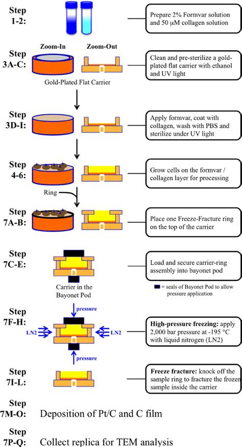 schematic diagram   process  erythropoiesis   stages