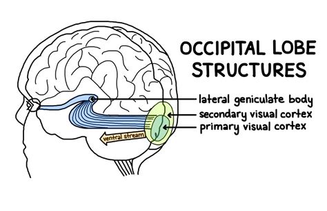 Occipital Lobe Definition Functions And Location