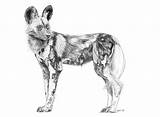 Wild Dog Sketch African Paintingvalley sketch template