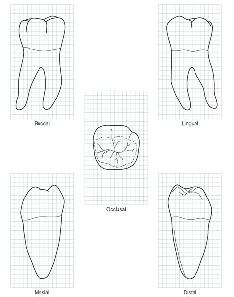 Molar Tooth Drawing At Explore Collection Of Molar