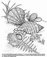 Seashell Seashells Shells Tahiti Muscheln Colargol Colorie Adulte Dover Ozean sketch template