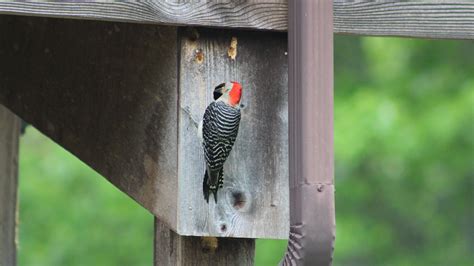 stop woodpeckers  pecking  house